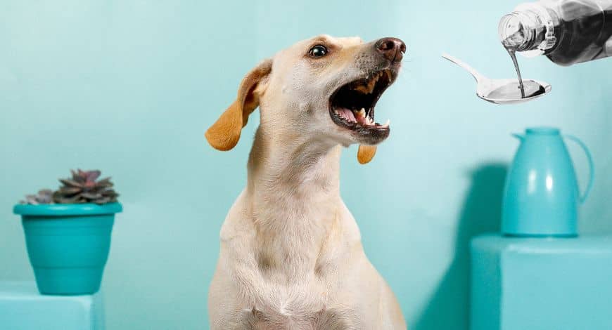 Tos en perros: tipos, causas y consejos